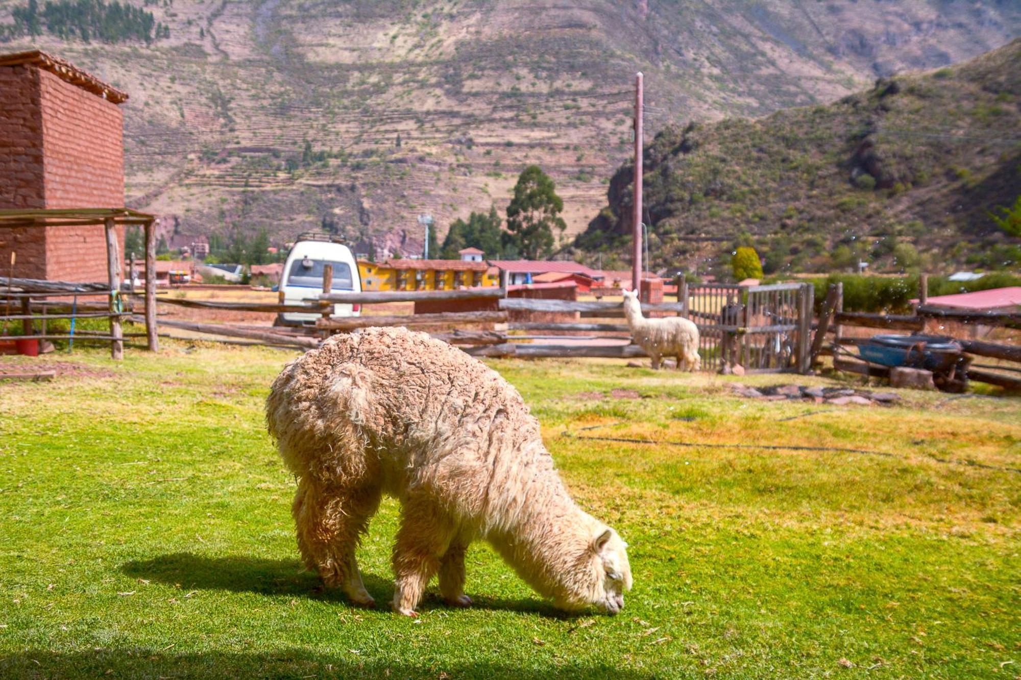 Manchitas Wasi Apartment Pisac Luaran gambar